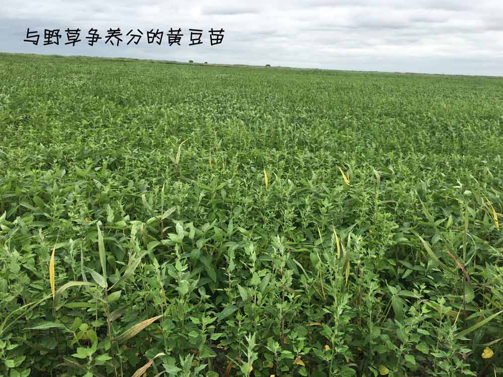 有機黃豆種植基地田間全是雜草